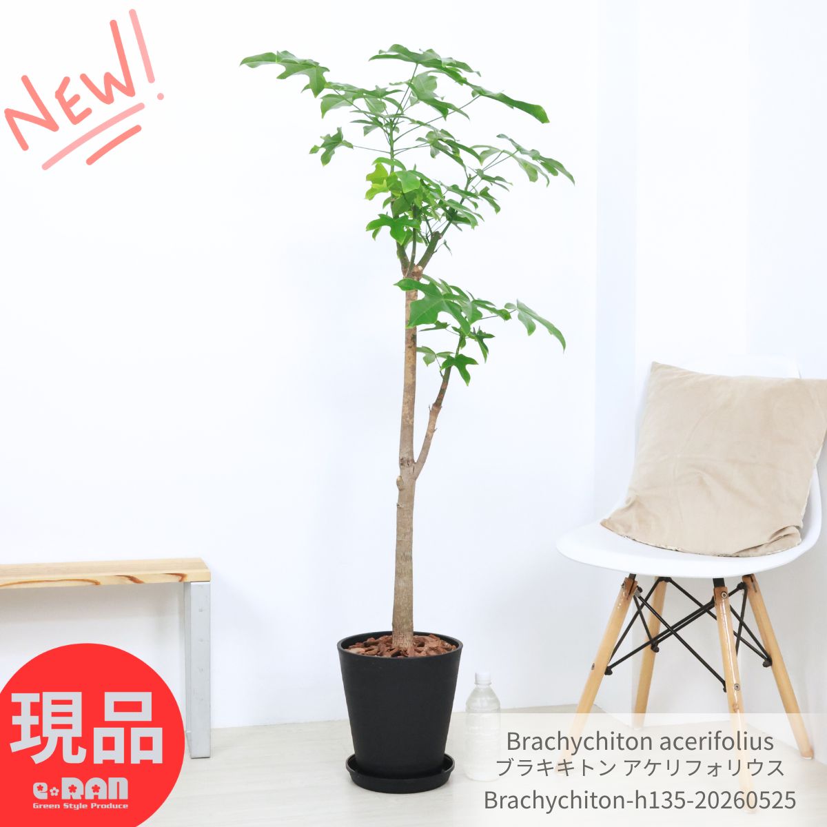 ＼父の日ギフト／大型 ブラキキトン アケリフォリウス 観葉植物 ボトルツリー 高さ約135cm 8号鉢 インテリア クイーンズランド ボトルツリー 細葉 耐寒性 耐陰性 育てやすい ブラキチトン ゴウシュウアオギリ Brachychiton acerifolius【現品発送】 厳選