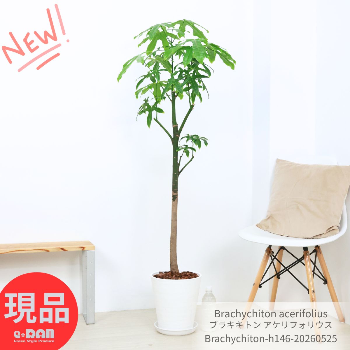 ＼父の日ギフト／大型 ブラキキトン アケリフォリウス 観葉植物 ボトルツリー 高さ約146cm 8号鉢 インテリア クイーンズランド ボトルツリー 細葉 耐寒性 耐陰性 育てやすい ブラキチトン ゴウシュウアオギリ Brachychiton acerifolius【現品発送】 厳選