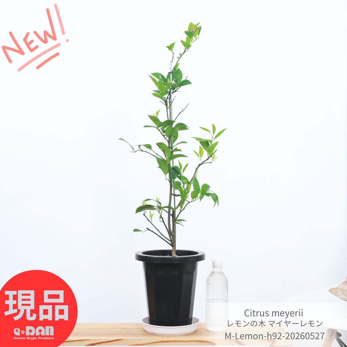 Rakuten - ＼父の日ギフト／果樹 苗木 花付き レモンの木 マイヤーレモン 7号鉢 高さ約92cm 南信州レモン 庭木 植木 れもん 鉢植え 檸檬の木 丸いレモン 樹畑 花壇 観葉植物 柑橘 庭木 記念樹 Meyer Lemon 白い花【現品発送】
