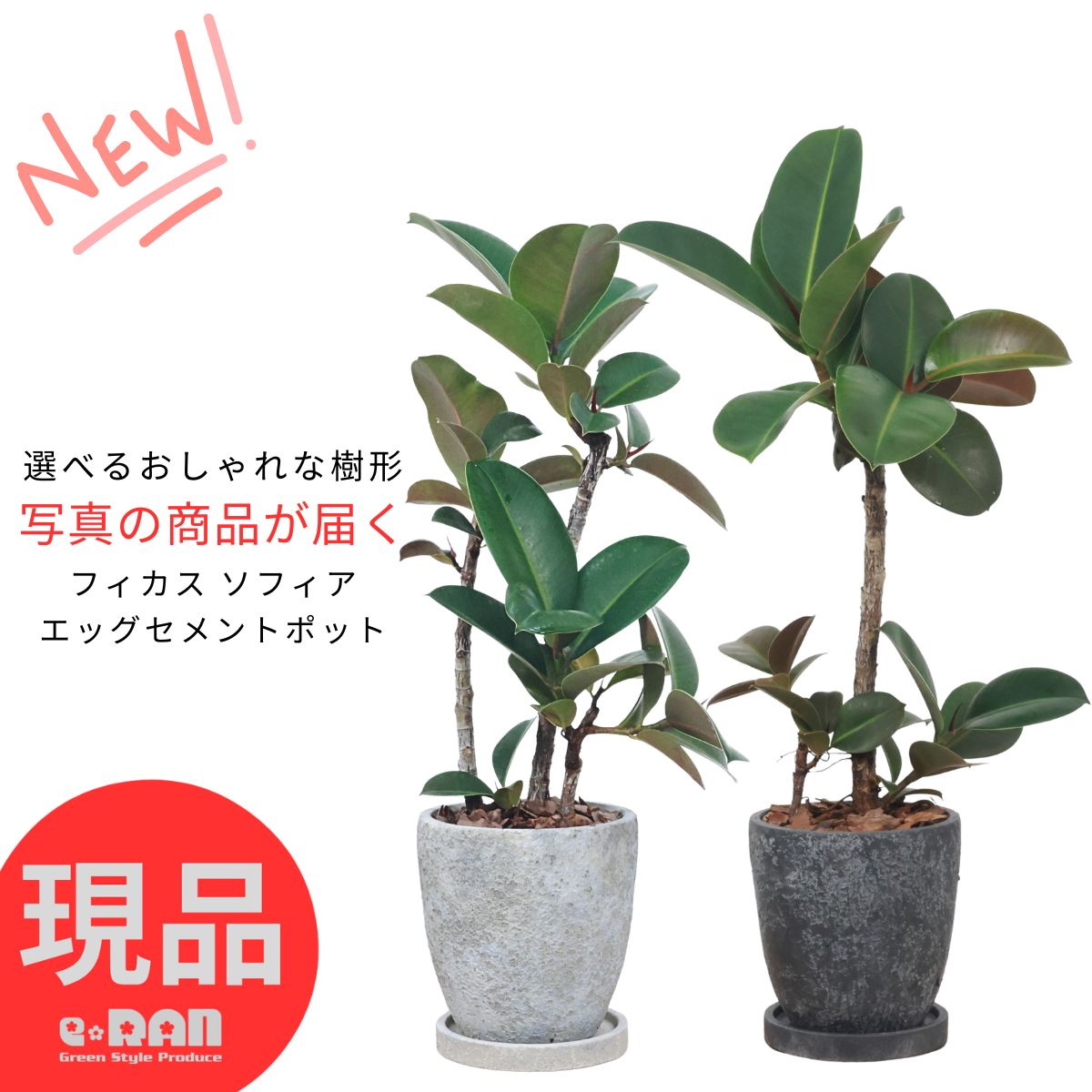 Rakuten - ＼父の日ギフト／ゴムの木 フィカス ソフィア 6号サイズ 高さ約60〜80cm【選べる現品発送】観葉植物 希少 エッグセメントポット 曲がり樹形 管理説明書 受皿付き インド ごむの木 カール フィカス・エラスティカ ゴムノキ Ficus elastica 'Sofia' 珍しい植物 おしゃれ ギフト