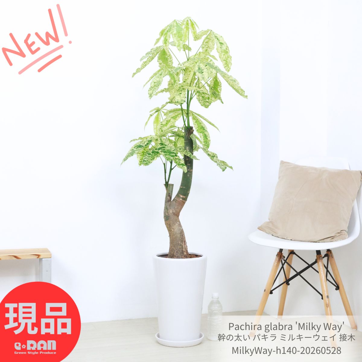 ＼父の日ギフト／パキラ ミルキーウェイ 接木 9号サイズ 高さ約140cm【現品発送】陶器鉢 受皿付き 観葉植物 大型 幹の太い 斑入り 管理説明書 肥料小袋プレゼント レアな 天の川 フイリ 迷彩柄 ぱきら 観賞用 Pachira 発財樹 記念日 おしゃれ グリーン