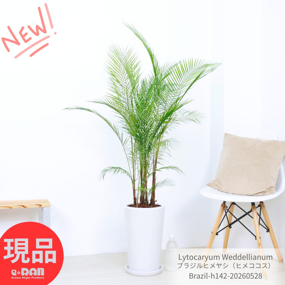 Rakuten - ヤシの木 ブラジルヒメヤシ（ヒメココス）高さ142cm 株立ち仕立【現品発送】陶器鉢 白 観葉植物 大型 ヤシ 御祝 新築祝い 開店祝い ガーデン DIY 個性的なインテリア 繊細 羽状葉 Lytocaryum リトカリウム 耐寒性 耐陰性 丈夫 育てやすい 初心者おすすめ