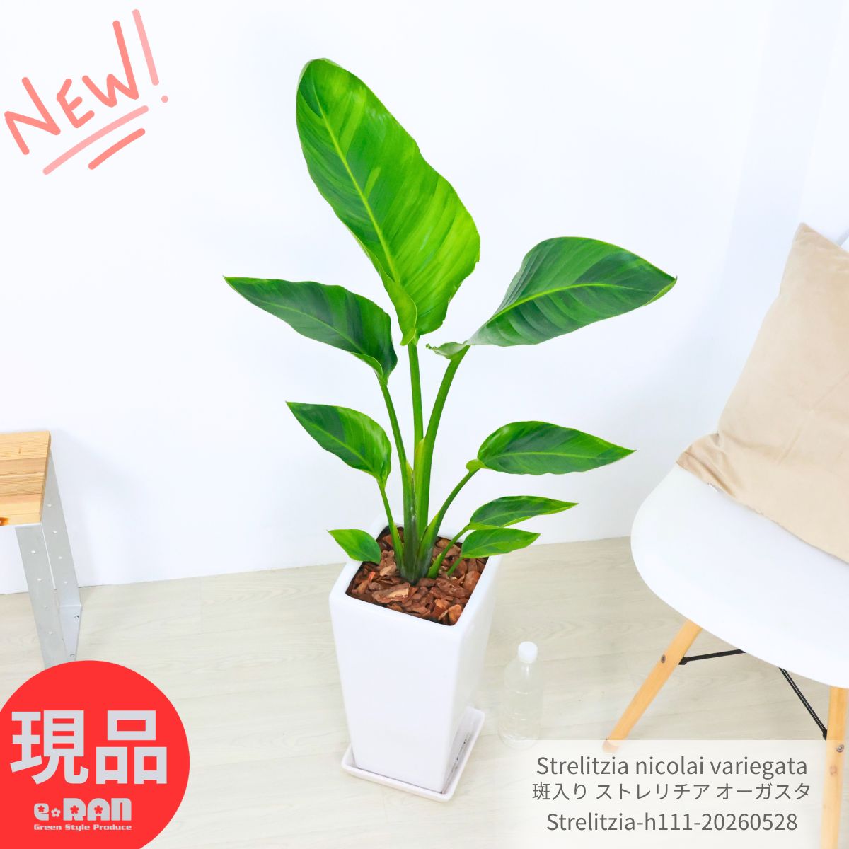Rakuten - ＼父の日ギフト／ストレリチア オーガスタ 斑入り 【現品発送】高さ約111cm 陶器鉢 白 入手困難 観葉植物 大型 バショウ科 ストレリチア属 Strelitzia nicolai variegata ニコライ バリエガータ天国の鳥 パラダイス・オブ・バード・ツリー 瑠璃極楽鳥花 トロピカル