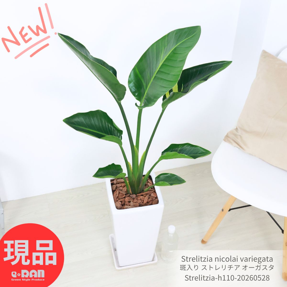 斑入り ストレリチア オーガスタ 高さ約110cm【現品発送】 観葉植物 入手困難 陶器鉢 管理説明書 受皿付き バショウ科 ストレリチア属 Strelitzia nicolai variegata ニコライ 天国の鳥 パラダイス・オブ・バード・ツリー 瑠璃極楽鳥花 トロピカル