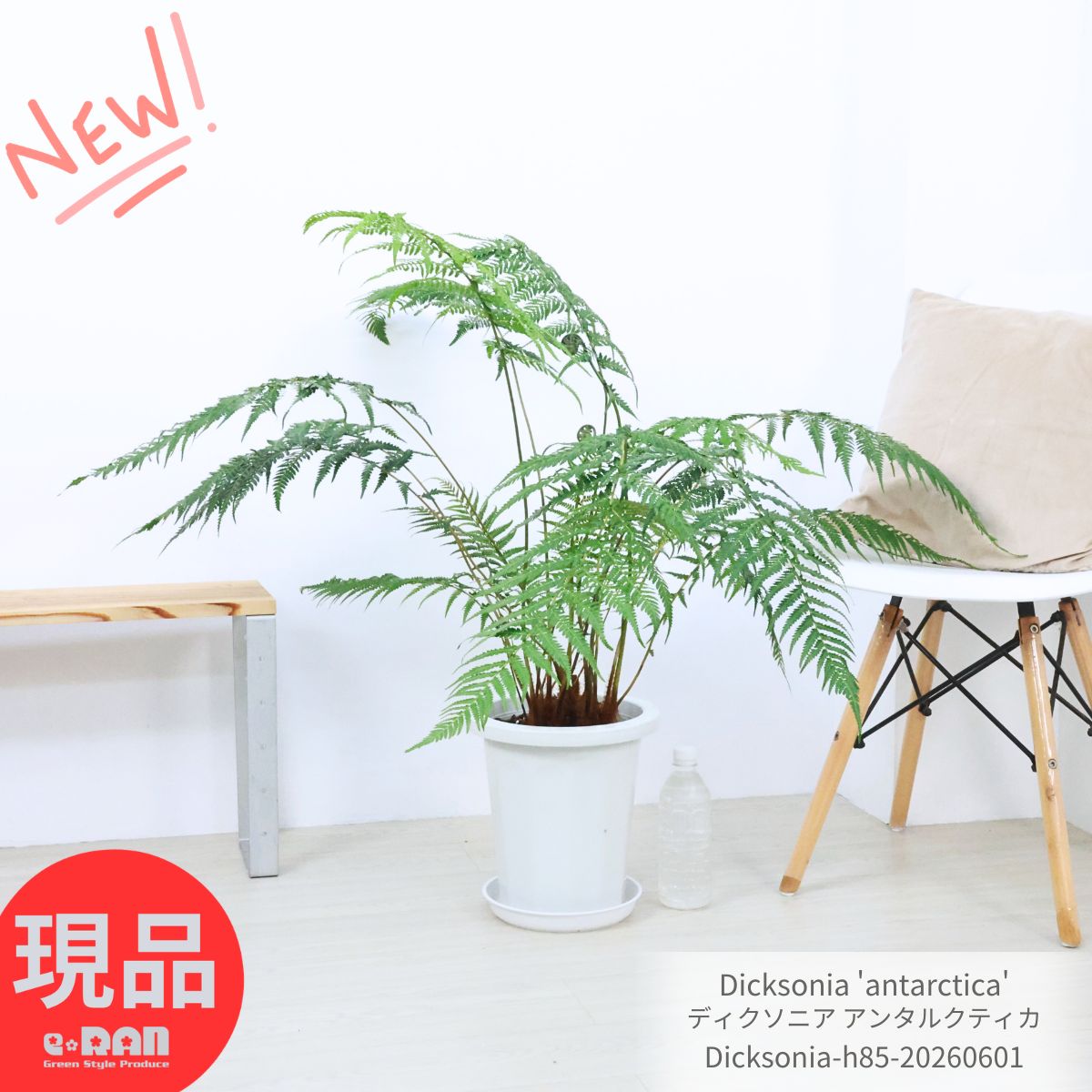 楽天市場】蕨（観葉植物｜花・観葉植物）：花・ガーデン・DIYの通販