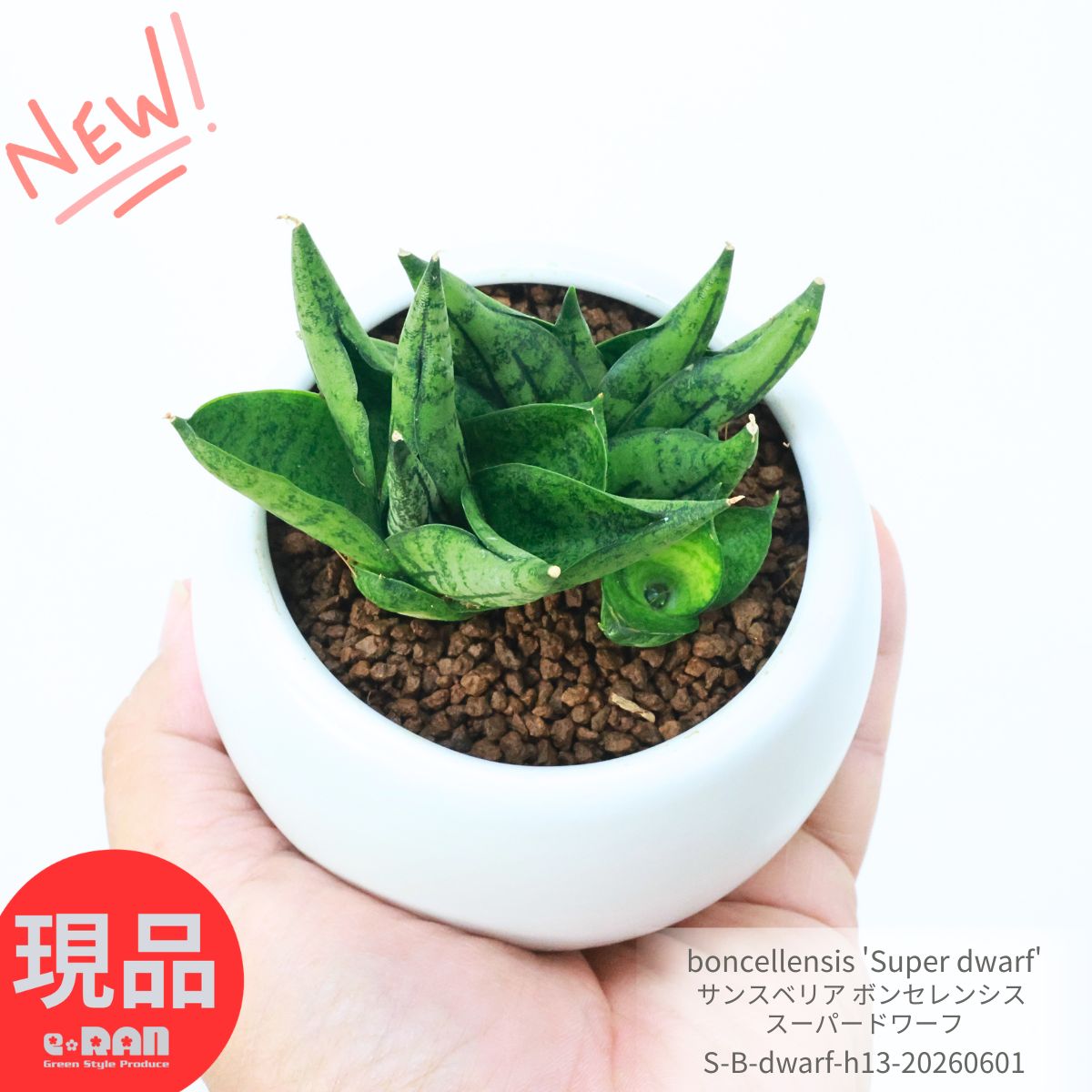 多肉植物 輸入株 サンスベリア ボンセレンシス スーパードワーフ 高さ約13cm 3株 群生 陶器鉢 白 観葉植物 3号鉢 boncellensis 'Super dwarf' 厳選 サンセベリア属 珍しい 希少種 ボンセレンシス ミュータント ミニ ボンセル 育てやすい テーブルグリーン【現品発送】