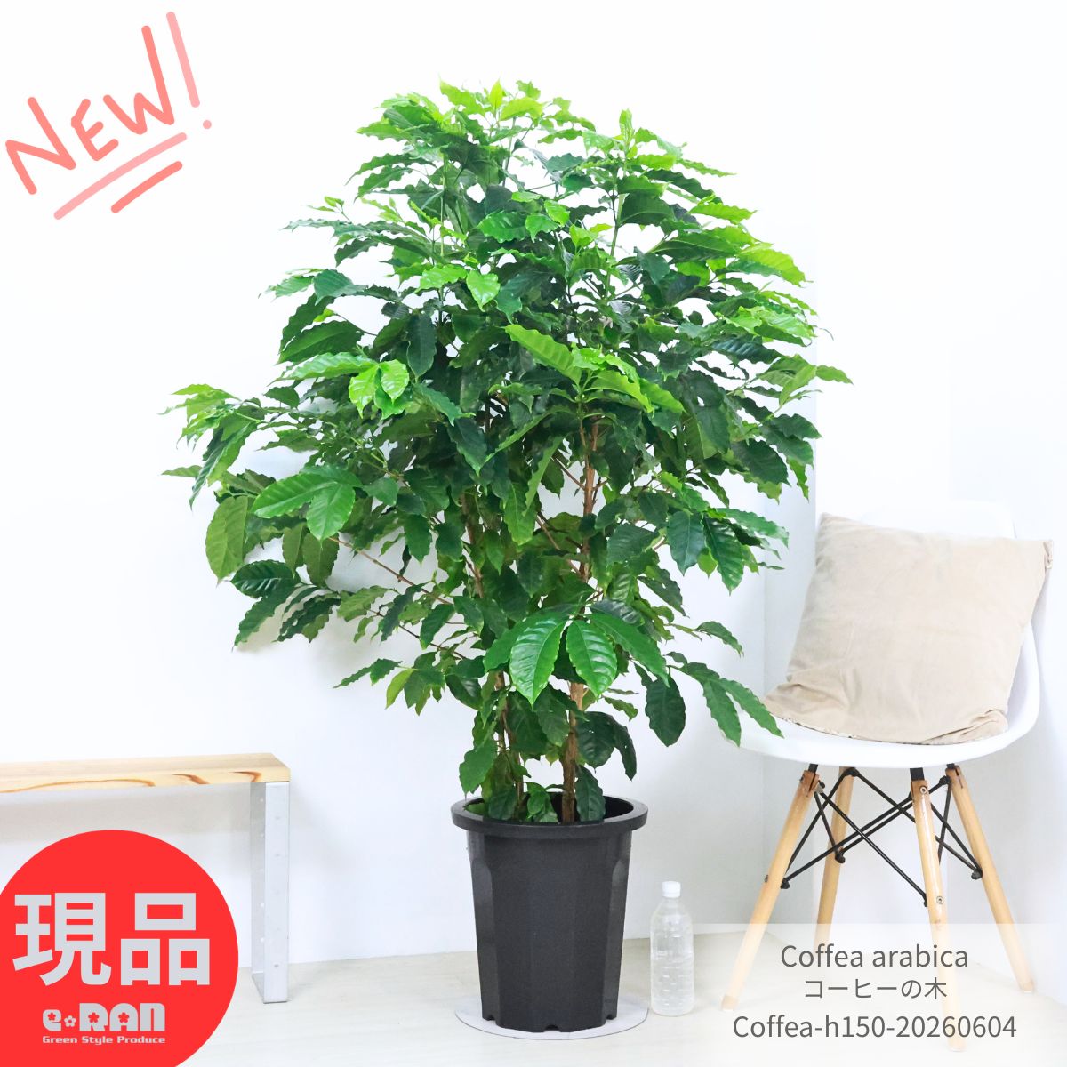 楽天市場】観葉植物 アフリカンプリンスの通販