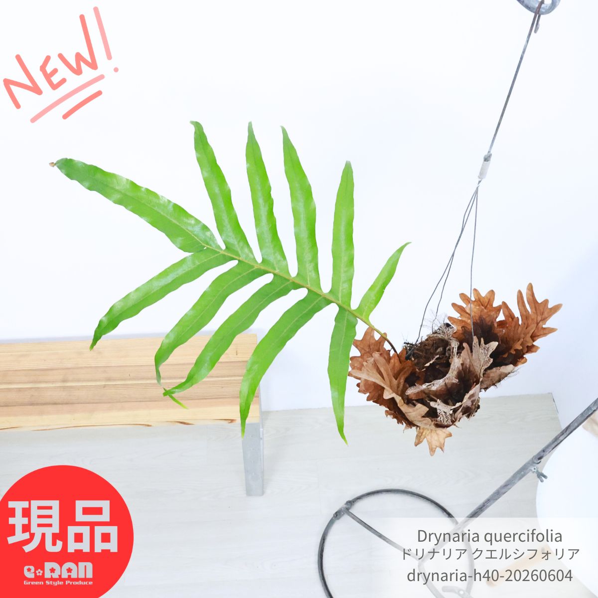 楽天市場】着生シダ（観葉植物｜花・観葉植物）：花・ガーデン・DIYの通販