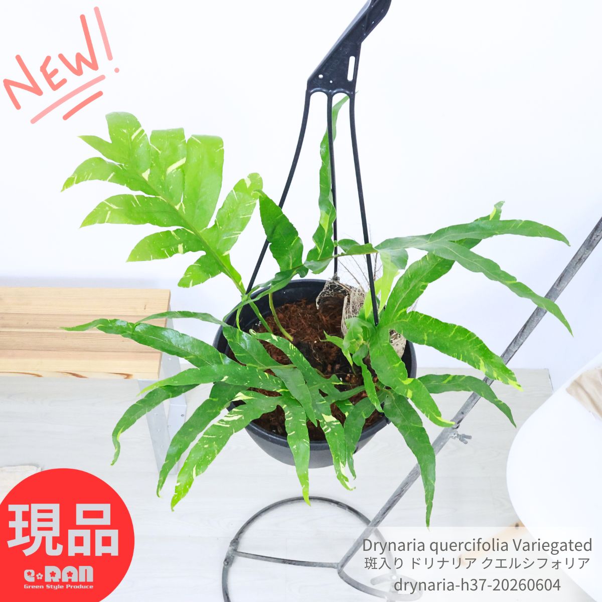 着生性シダ 斑入り ドリナリア クエルシフォリア 植物高さ約37cm 7号吊り鉢 観葉植物 Drynaria quercifolia Variegated おしゃれ シダ 希少 コレクションプランツ エピファイト泥除け葉 シールド 胞子葉 無性葉 保護葉 吊り下げ 空間インテリア
