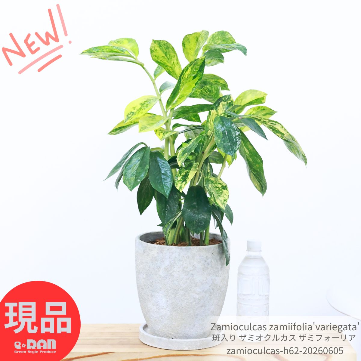 楽天市場】鉢植え 花 ギフト（種類（植物）ザミオクルカス）の通販