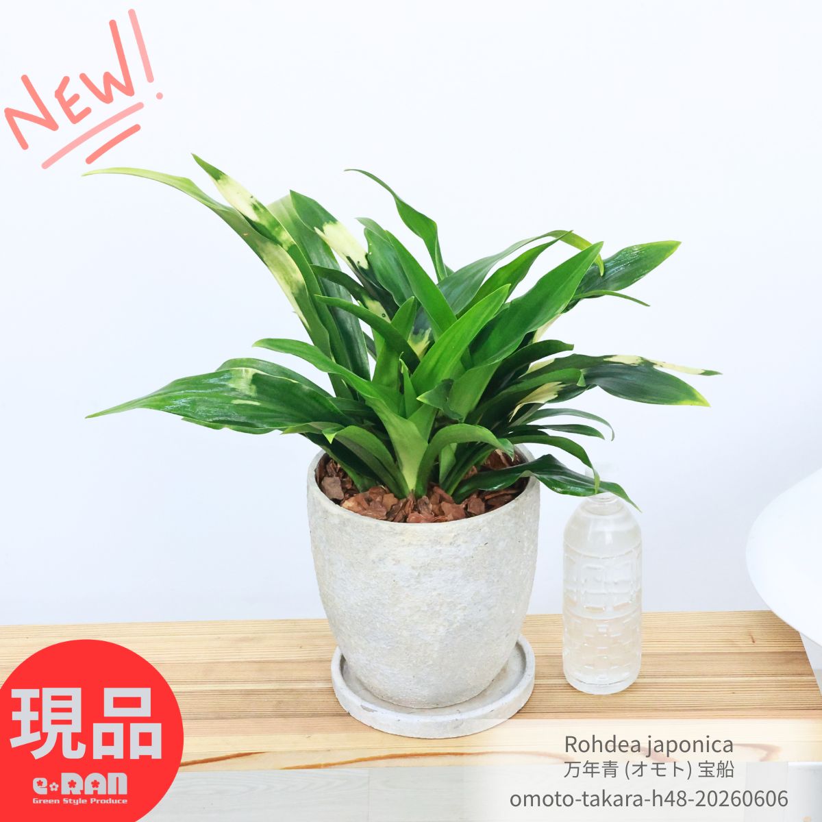 楽天市場】萬年青（花・観葉植物｜花・ガーデン・DIY）の通販