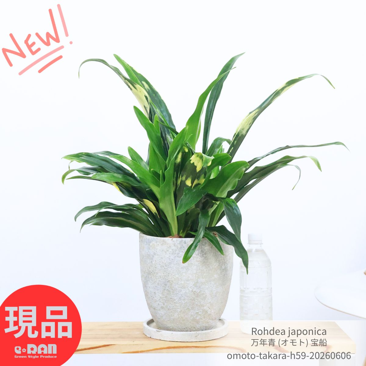楽天市場】リュウビンタイ（サイズ（植木鉢）7 ～ 9号）（花・ガーデン