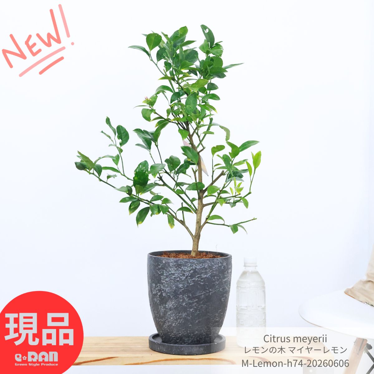 ����������եȡ��̼� ���� �֡����դ� ������� �ޥ��䡼���� 7�極���� �⤵��74cm ���å������ȥݥå� ������� ���� ���� ���� ȭ���� ݦݨ���� �ݤ����� ��Ȫ ���� ���տ�ʪ ���� ���� ��ǰ�� Meyer Lemon �򤤲֡ڸ���ȯ����