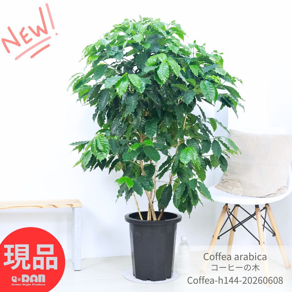 厳選優良個体 沢山の花芽付き コーヒーの木 高さ約144cm 10号鉢【現品発送】 実付の良い アラビカ種 管理説明書 受皿付 観葉植物 花 肥料小袋プレゼント Coffea arabica 耐陰性 室内 アラビカ 大型 コーヒー豆 コーヒーチェリー 実 収穫＼父の日ギフト／
