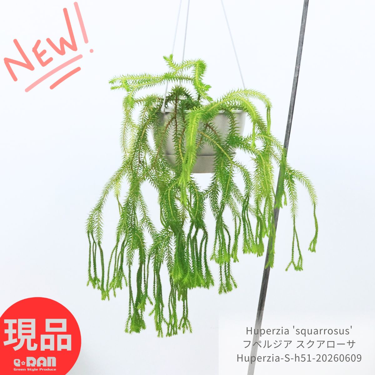 乐天商城 - フペルジア スクアローサ 7号吊り鉢【現品発送】ハンギングボール プレーン 観葉植物 吊るす Huperzia 'squarrosus' ハンギングボール プレーン ダークグレイ リコポディウム フレグマリウルス ムカデカズラ 小葉 キッチン シダの仲間 着生シダ