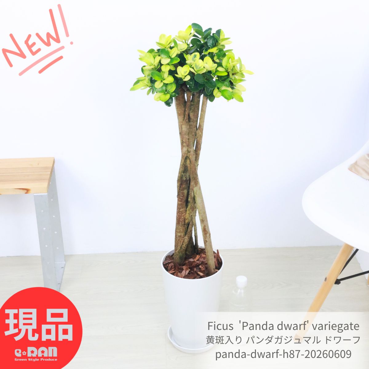 楽天市場】斑入り ガジュマルの通販
