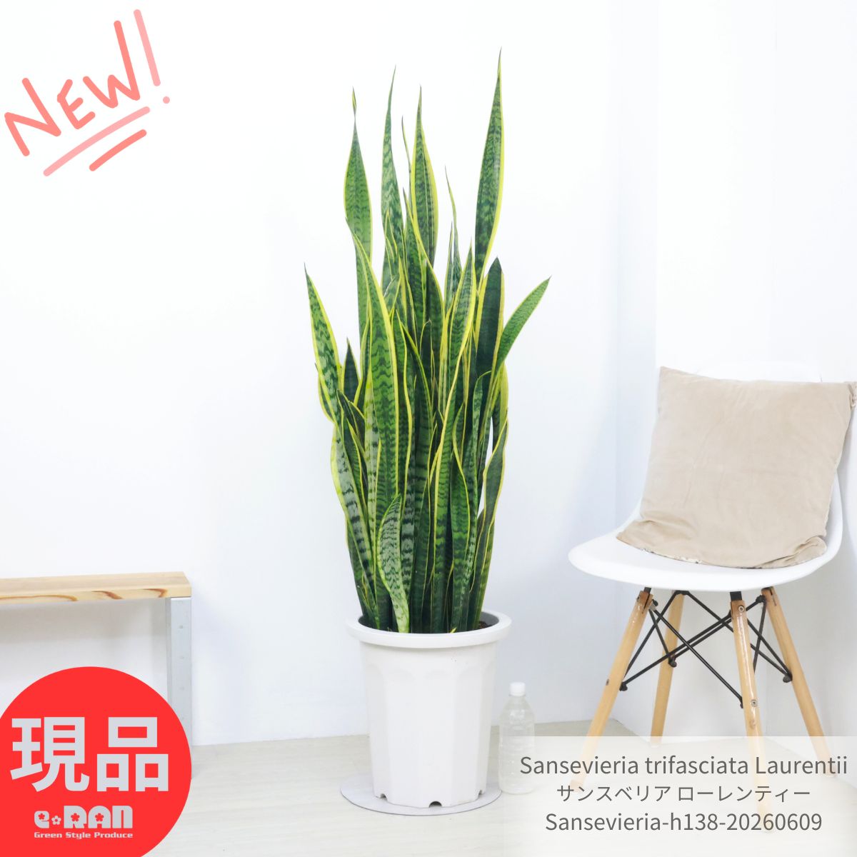 乐天商城 - サンスベリア ローレンティー 高さ138cm 10号鉢 観葉植物 大型 白 ビッグサイズ サンセベリア ツツチトセラン 空気清浄化機能 開店祝い 開業祝い 新築祝い 開運 トラノオ トリファスキアタ 虎の尾 縁起物 育てやすい 多肉植物【現品発送】 厳選