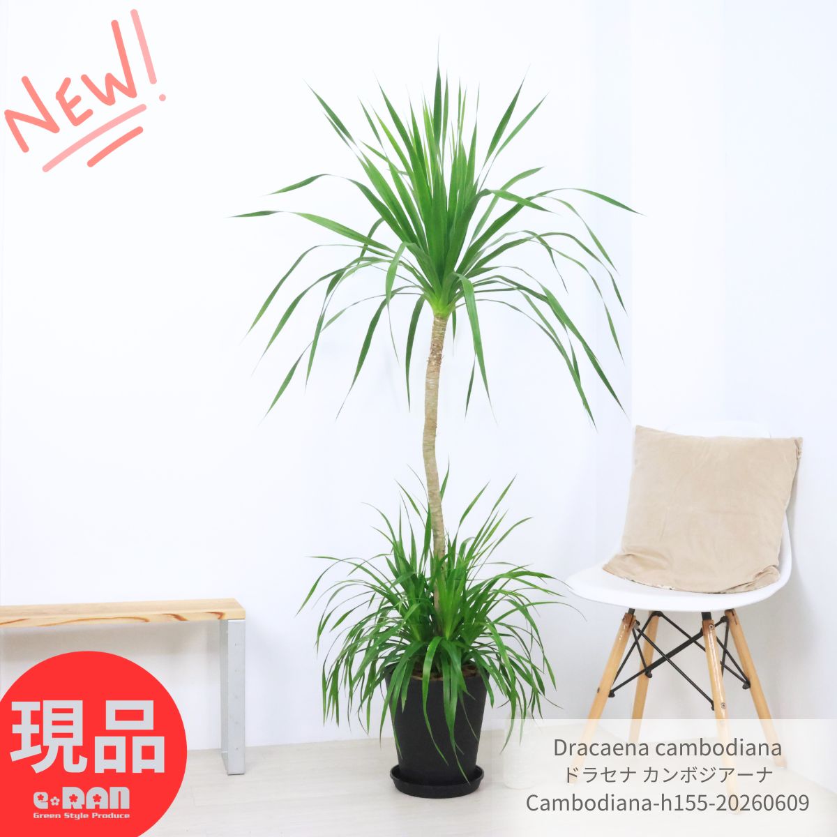 Rakuten - ドラセナ カンボジアーナ 8号鉢 高さ約155cm 【現品発送】セラアート鉢 観葉植物 大型 黒鉢 寒さに強い 花言葉 幸福 永遠の愛 幸せな恋 隠しきれない幸せ 人気 ドラセナ カンボジアナ Dracaena cambodiana おしゃれで育てやすい＼父の日ギフト／