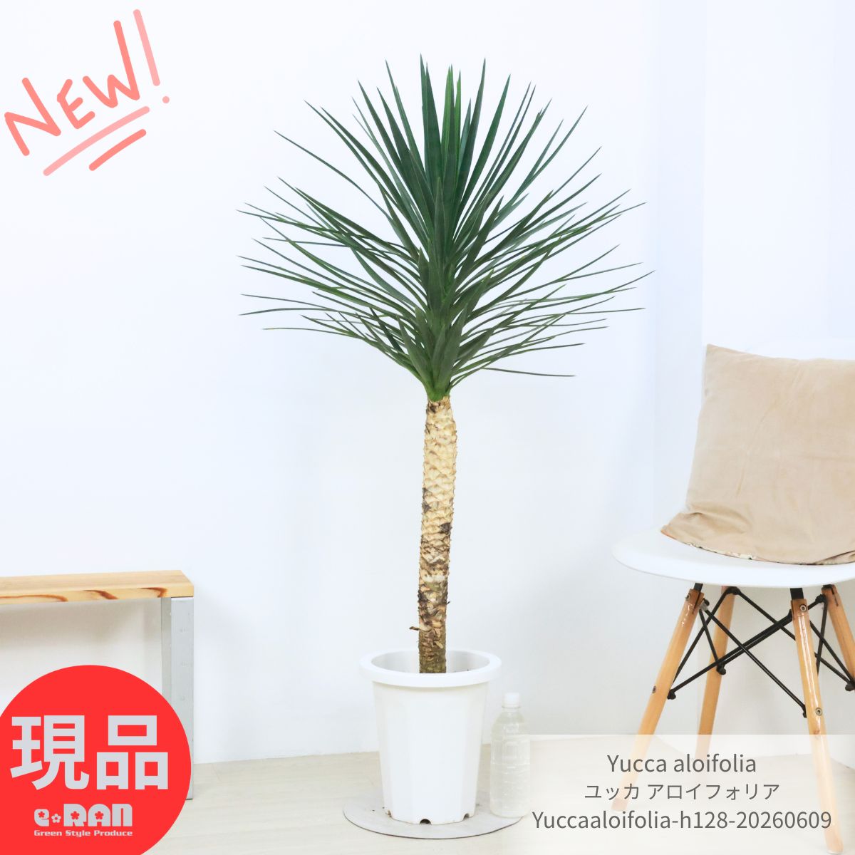 楽天市場】ユッカ ロストラータ（高さ（植物）71 ～ 130.9cm）の通販