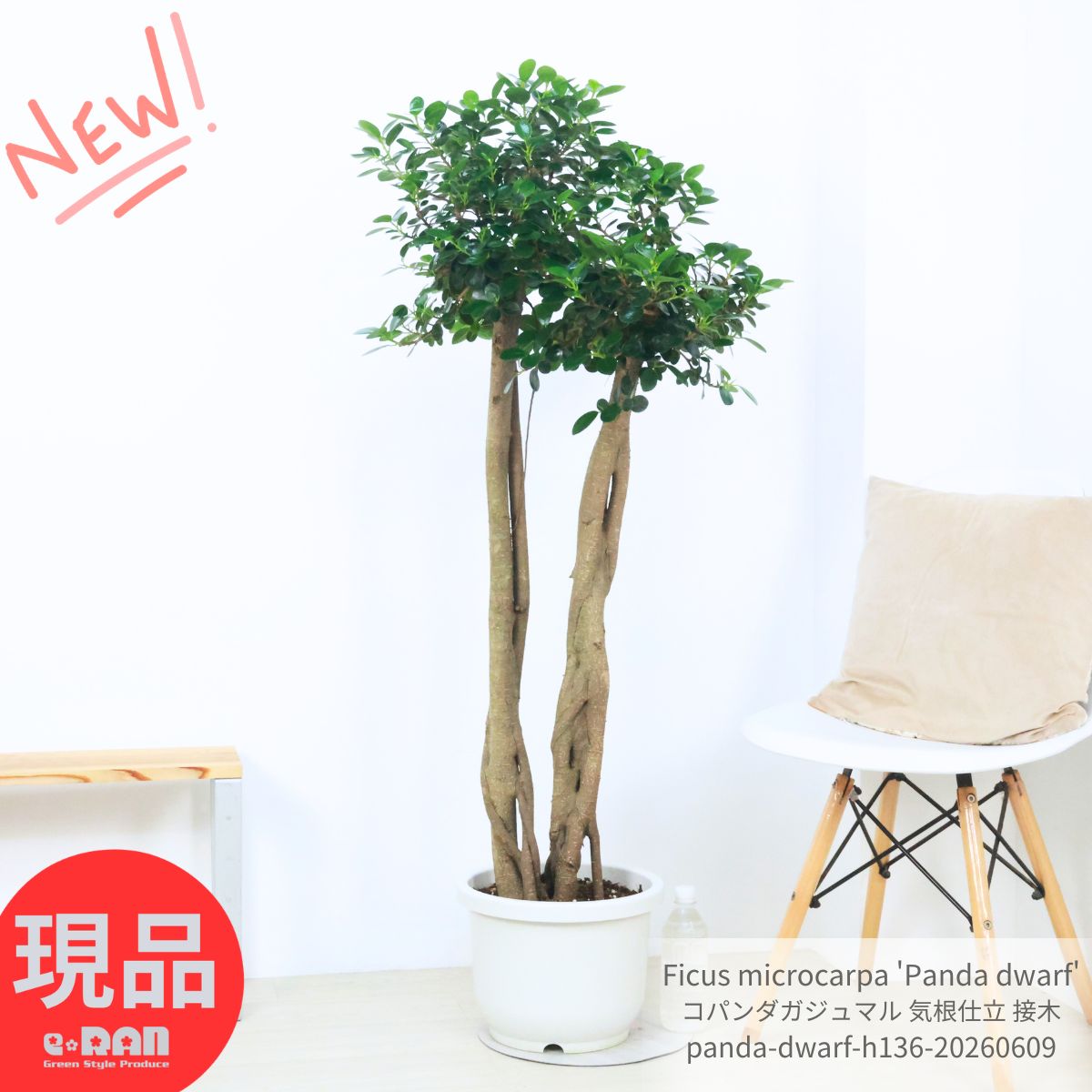 楽天市場】ガジュマル 大型（サイズ（植木鉢）10 ～ 12号）の通販