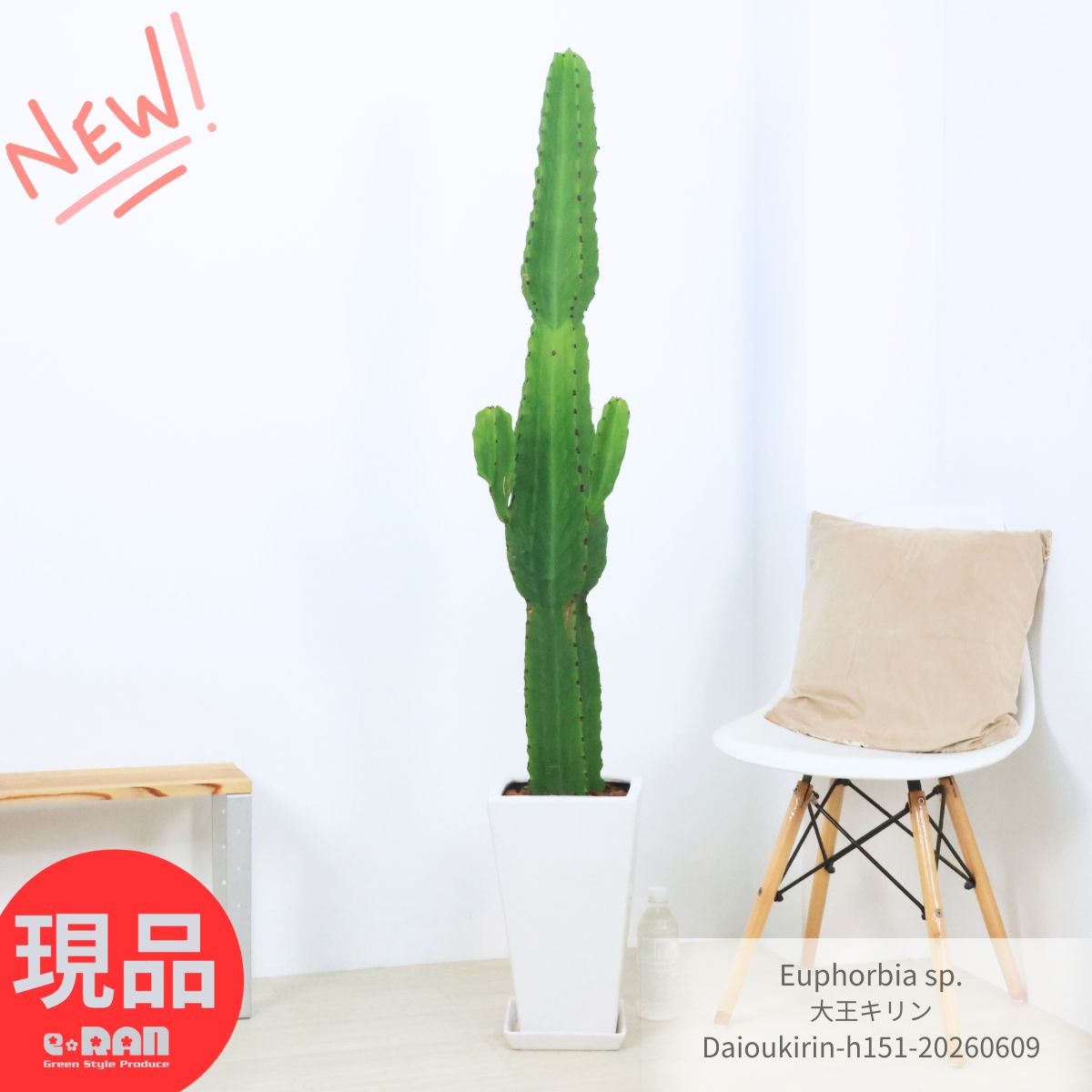 131 cm+ - ユーフォルビア 大王キリン 高さ約151cm 陶器鉢 【現品発送】柱サボテン メキシカン ダイオウキリン 大型 多肉植物 希少 Euphorbia sp. サボテン ワイルド お祝い 移転祝い 引越し祝い 結婚祝い 新築祝い観葉植物 厳選＼父の日ギフト／