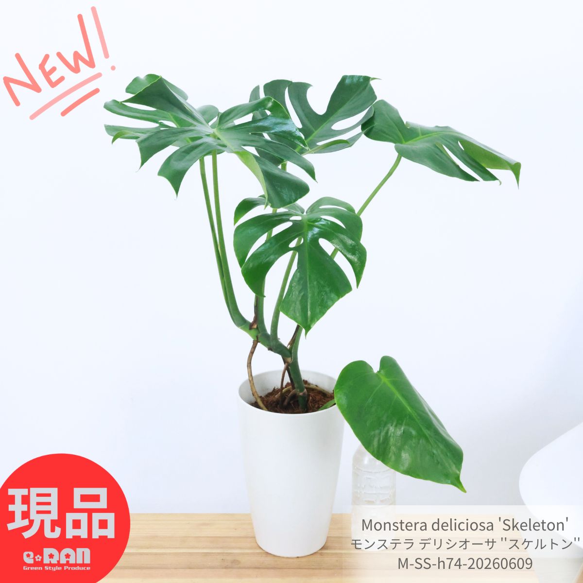 Rakuten - 希少 入手困難 モンステラ デリシオーサ ''スケルトン'' 7号鉢 白 高さ約74cm前後【現品発送】観葉植物 Monstera deliciosa 'Skeleton' コレクタブルプランツ 細い葉 深いスリット 穴の開いた葉 希少種 レア品種＼父の日ギフト／