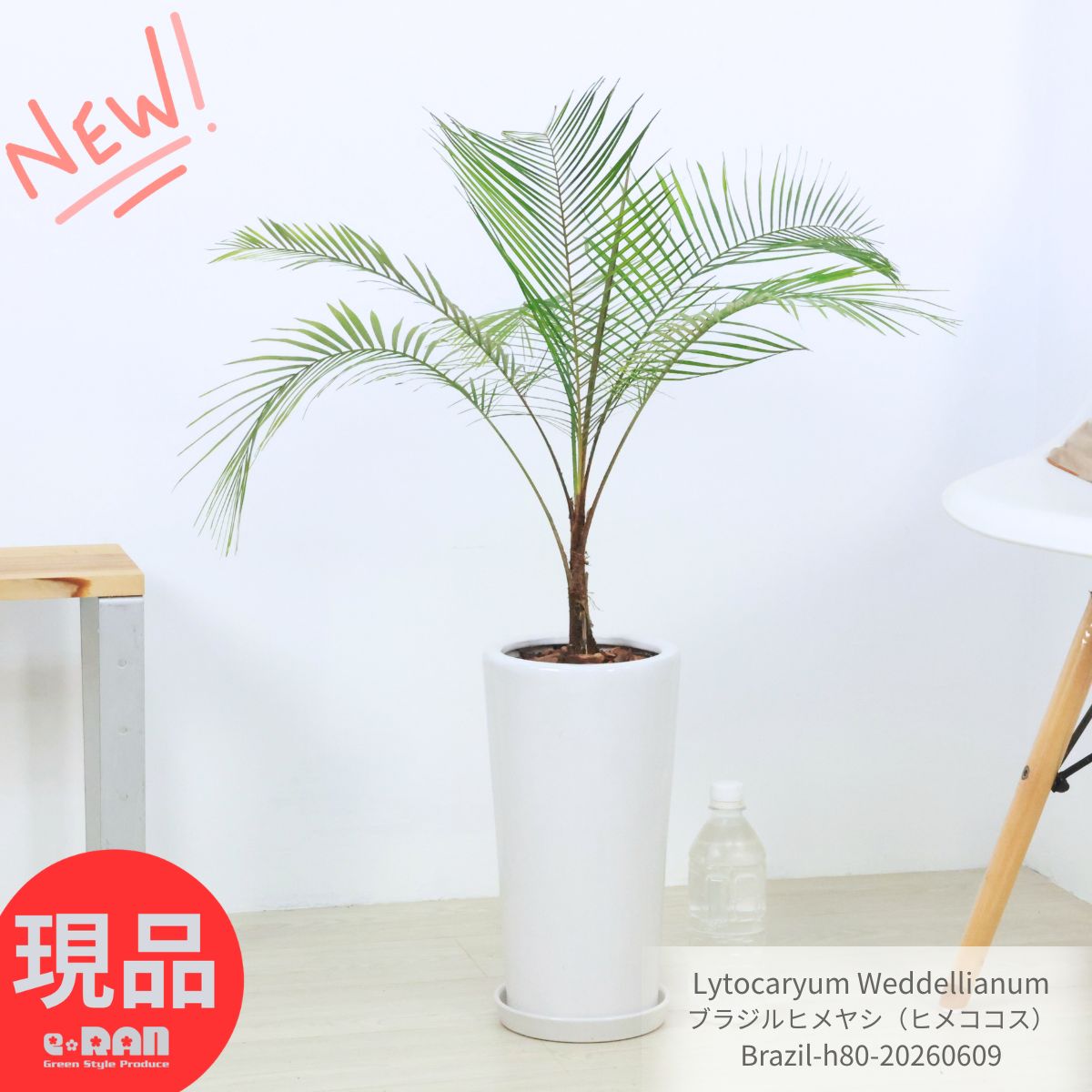 希少 ブラジルヒメヤシ（ヒメココス）高さ約80cm 陶器鉢 白【現品発送】観葉植物 ヤシの木 御祝 新築祝い 開店祝い ガーデン DIY 個性的なインテリア 繊細 羽状葉 Lytocaryum ヤシ リトカリウム 耐寒性 耐陰性 丈夫 育てやすい 小さい＼父の日ギフト／