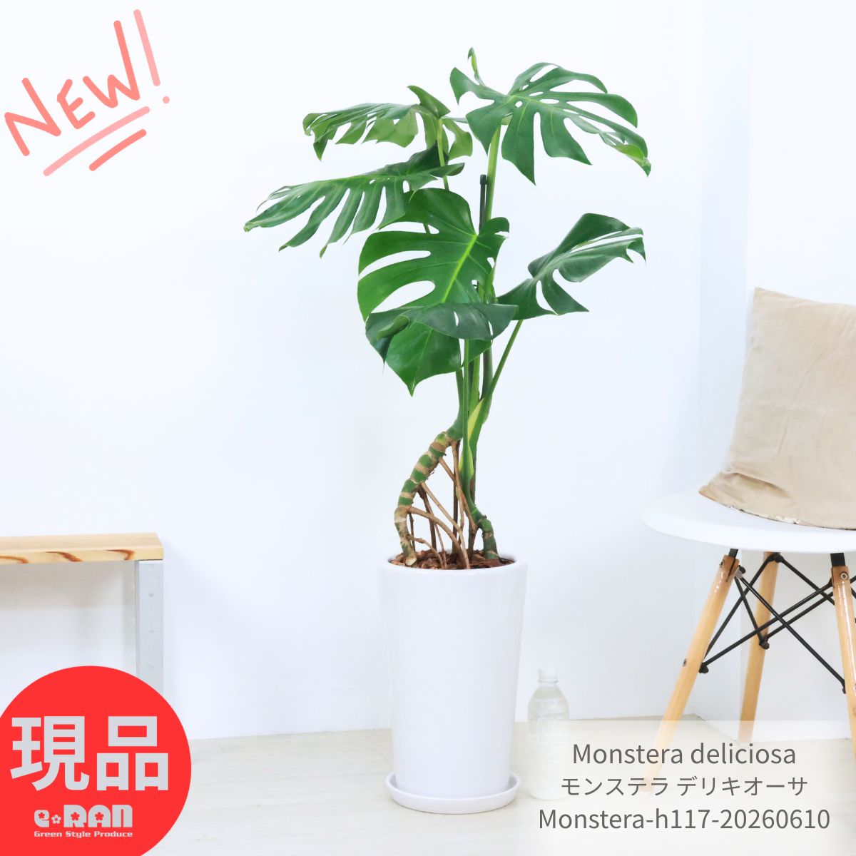 モンステラ デリシオーサ 観葉植物 大型 9号鉢 高さ約117cm 現品発送 シンボルツリー 開店祝い 開業祝い 移転祝い 新築祝い オフィス ギフト 幹上がり 陶器鉢 おしゃれ インテリア デリキオーサ デリキオサ 鳳来蕉 ホウライショウ 南国 厳選＼父の日ギフト／