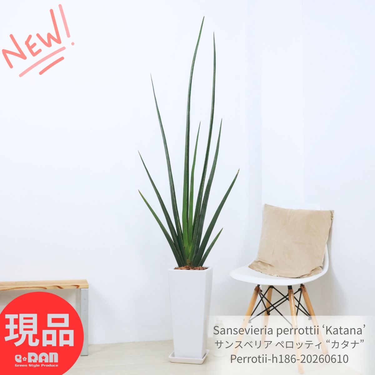 サンスベリア ペロッティ カタナ 観葉植物 大型 8号鉢 高さ約186cm 現品発送 シンボルツリー 開店祝い 開業祝い 新築祝い オフィス ギフト 希少 サンセベリア エレンベルギー 多肉植物 陶器鉢 白 受皿付き おしゃれ インテリア Sansevieria perrottii Katana