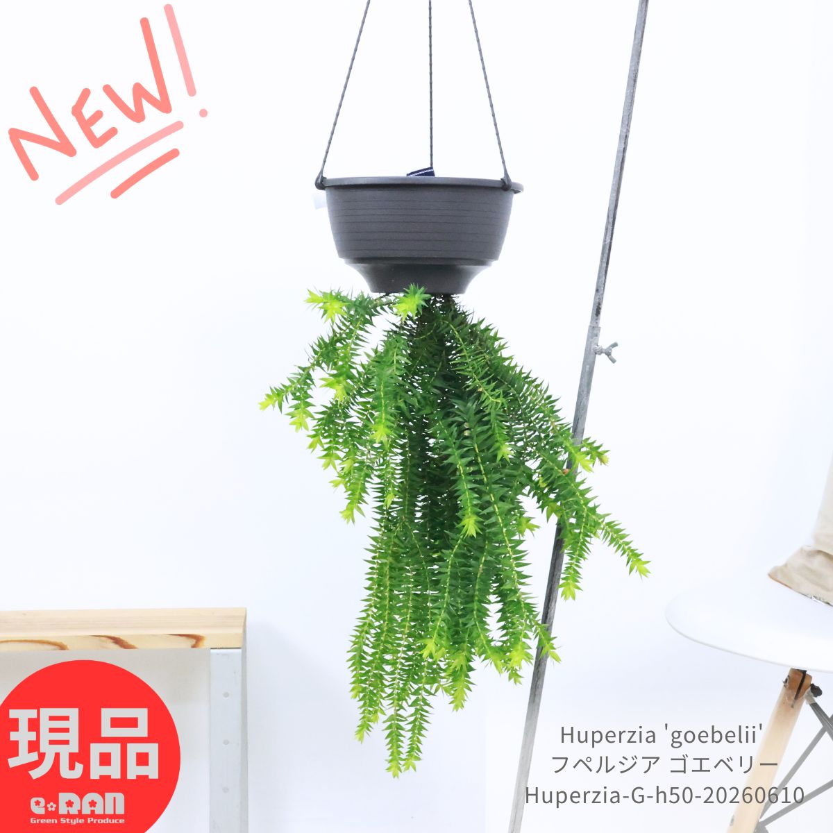 楽天市場】リュウビンタイ（サイズ（植木鉢）7 ～ 9号）（花・ガーデン