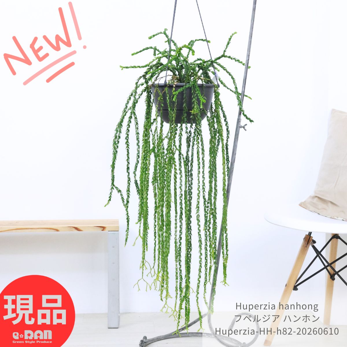乐天商城 - フペルジア ハンホン 観葉植物 7号吊り鉢 現品発送 ハンギング 吊り下げ インドアグリーン インテリア ギフト 受皿付き リコポディウム Huperzia Hang Hong 着生シダ シダ植物 希少 おしゃれ 室内