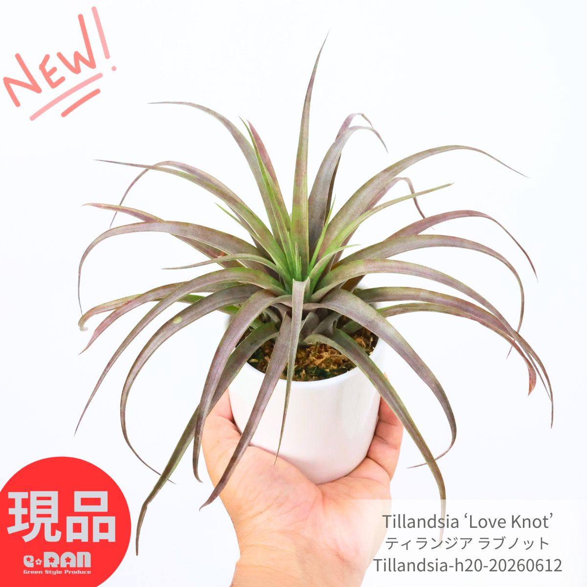 乐天商城 - ティランジア ラブノット エアプランツ 観葉植物 高さ約20cm 現品発送 希少 エアープランツ チランジア 3号鉢 陶器鉢 育てやすい 赤葉 トリコーム 乾燥に強い インテリア ギフト おしゃれ