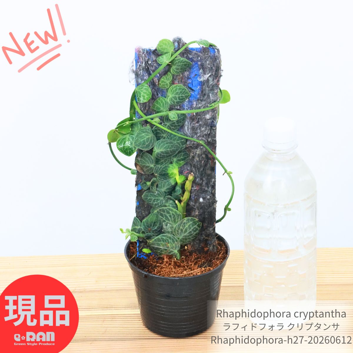 ラフィドフォラ クリプタンサ 観葉植物 着生植物 3.5号鉢 高さ約27cm 現品発送 インテリア ギフト 繊維付きプラダン板仕立 Rhaphidophora cryptantha つる性植物 ハート型の葉 珍しい 希少 サトイモ科