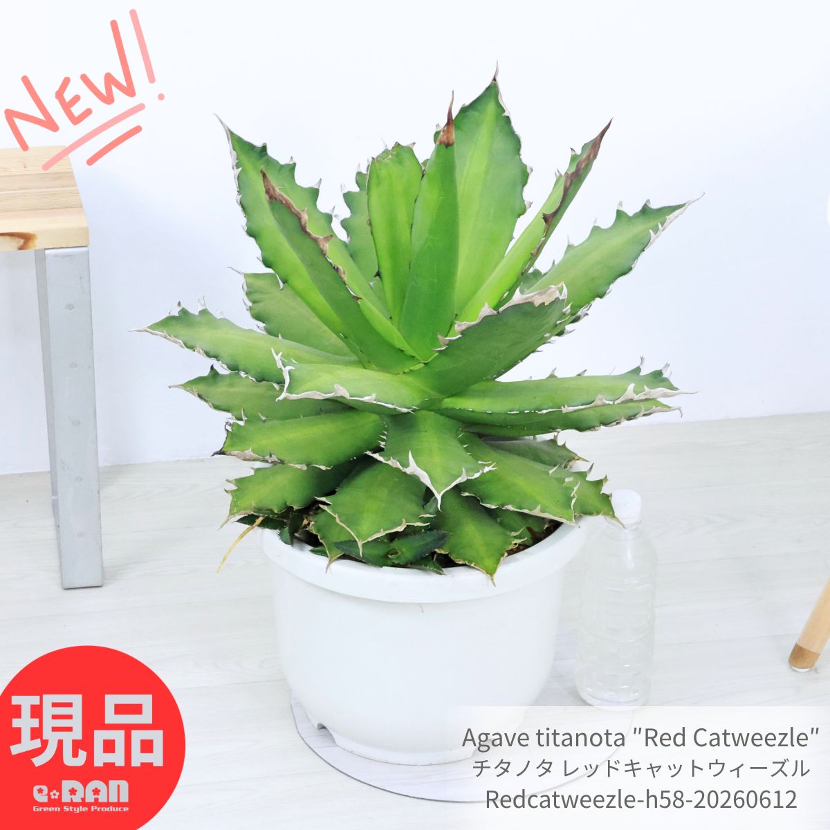 乐天商城 - 子株付き アガベ チタノタ レッドキャットウィーズル 特大株 10号鉢 直径約50cm 高さ約58cm 多肉植物 現品発送 希少 Agave titanota チタノータ ドライガーデン ロックガーデン トゲ 爪 コレクション マニア向け セメントポット 厳選