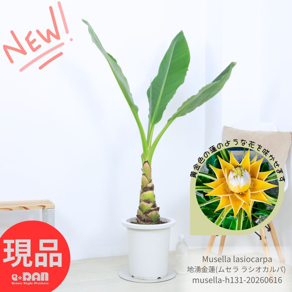乐天商城 - チュウキンレン 地湧金蓮 ムセラ ラシオカルパ 9号鉢 高さ約131cm 現品発送 希少 庭木 大型 Musella lasiocarpa 黄金蓮バナナ ガーデン シンボルツリー ラジオカルパ 雲南地湧金蓮 黄色い花 観葉植物 厳選 父の日ギフト