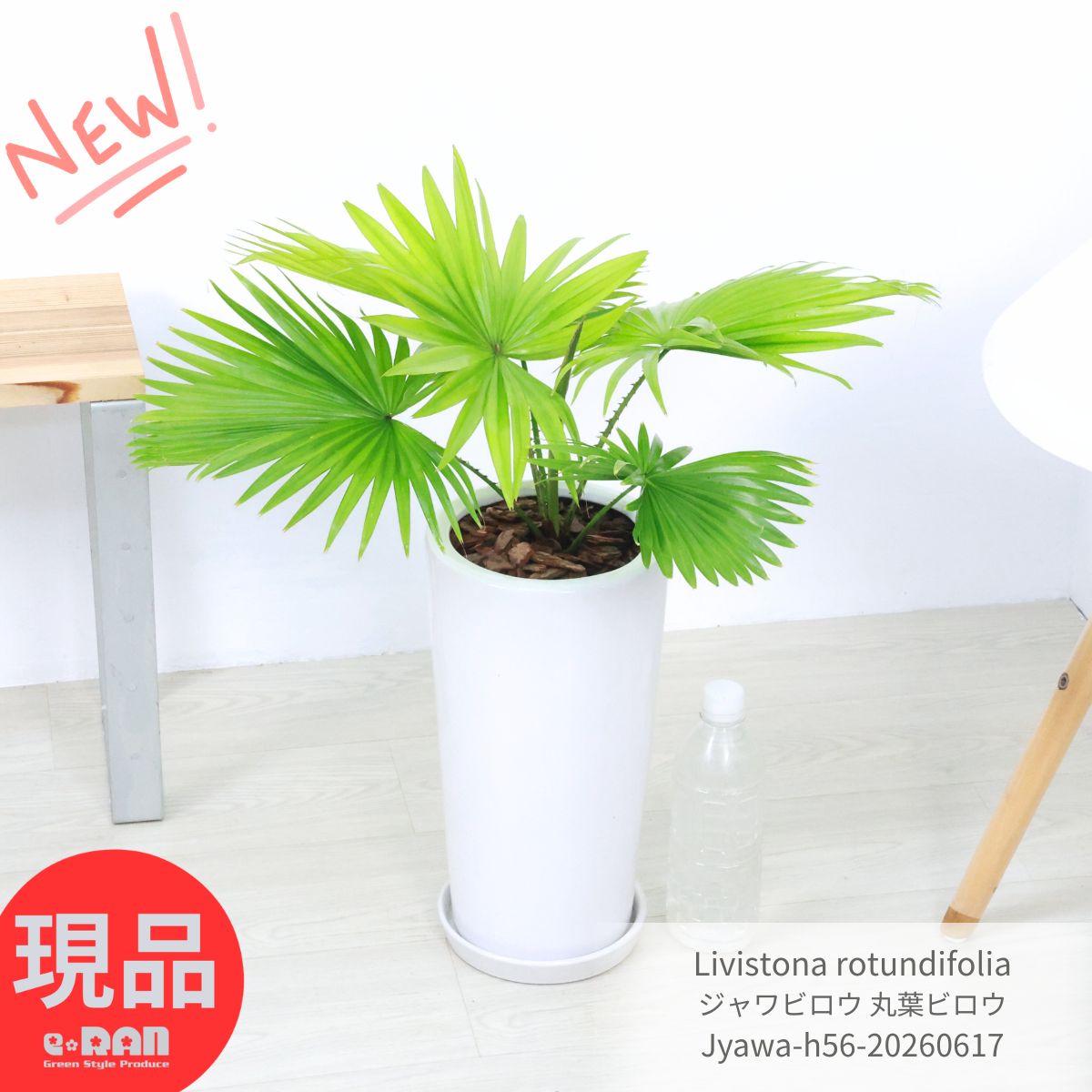 ジャワビロウ 丸葉ビロウ ヤシの木 観葉植物 高さ約56cm 現品発送 希少 Livistona rotundifolia 陶器鉢 耐寒性 耐陰性 トロピカル 南国 セイタカビロウ 厳選