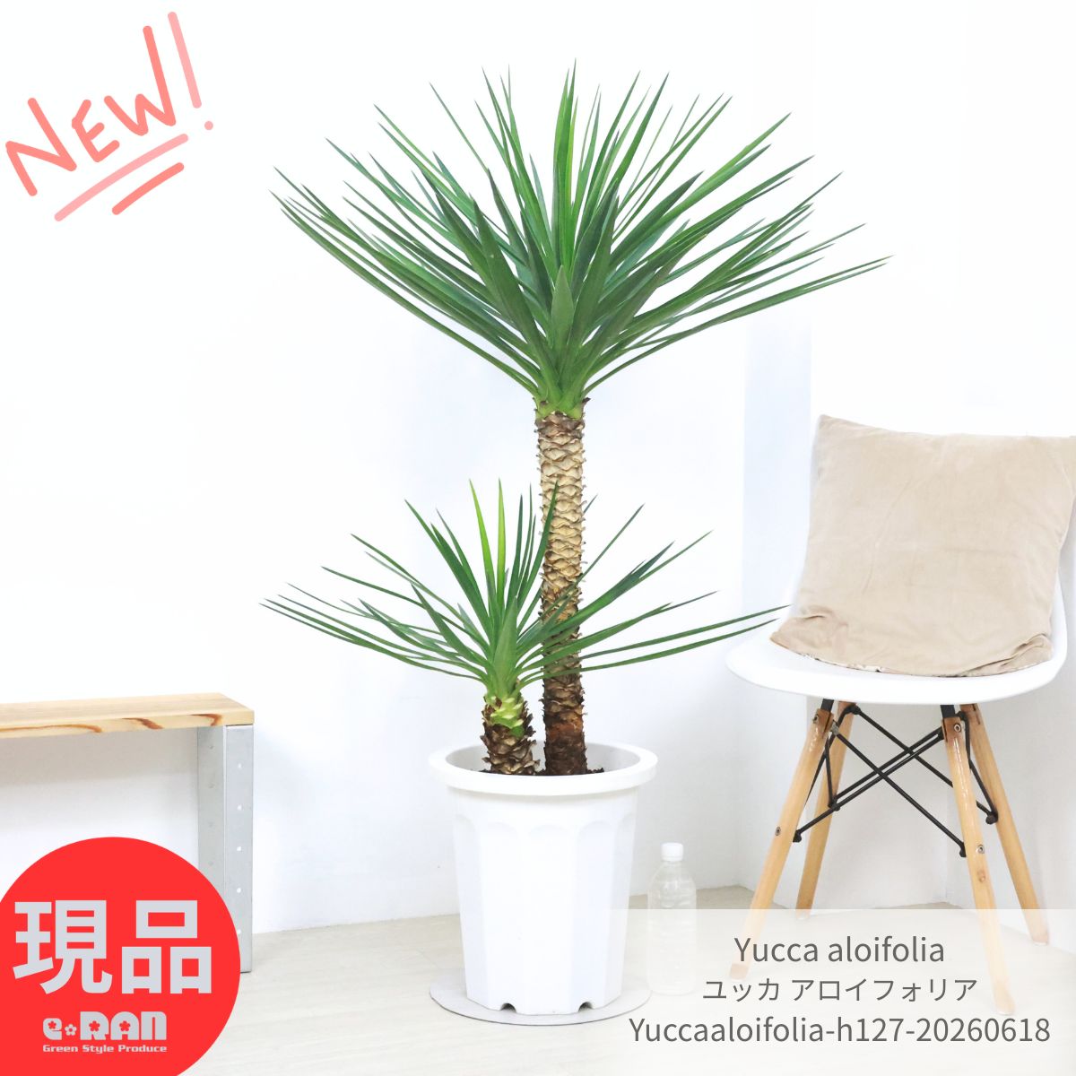 楽天市場】希少種（種類（植物）ユッカ）（花・ガーデン・DIY）の通販