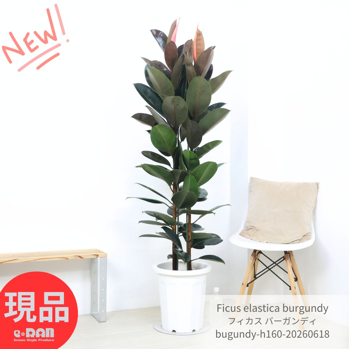 フィカス バーガンディ ゴムの木 観葉植物 大型 10号鉢 高さ約160cm 現品発送 黒ゴム クロゴム Ficus elastica Burgundy シンボルツリー 開店祝い 開業祝い 新築祝い オフィス ギフト 厳選