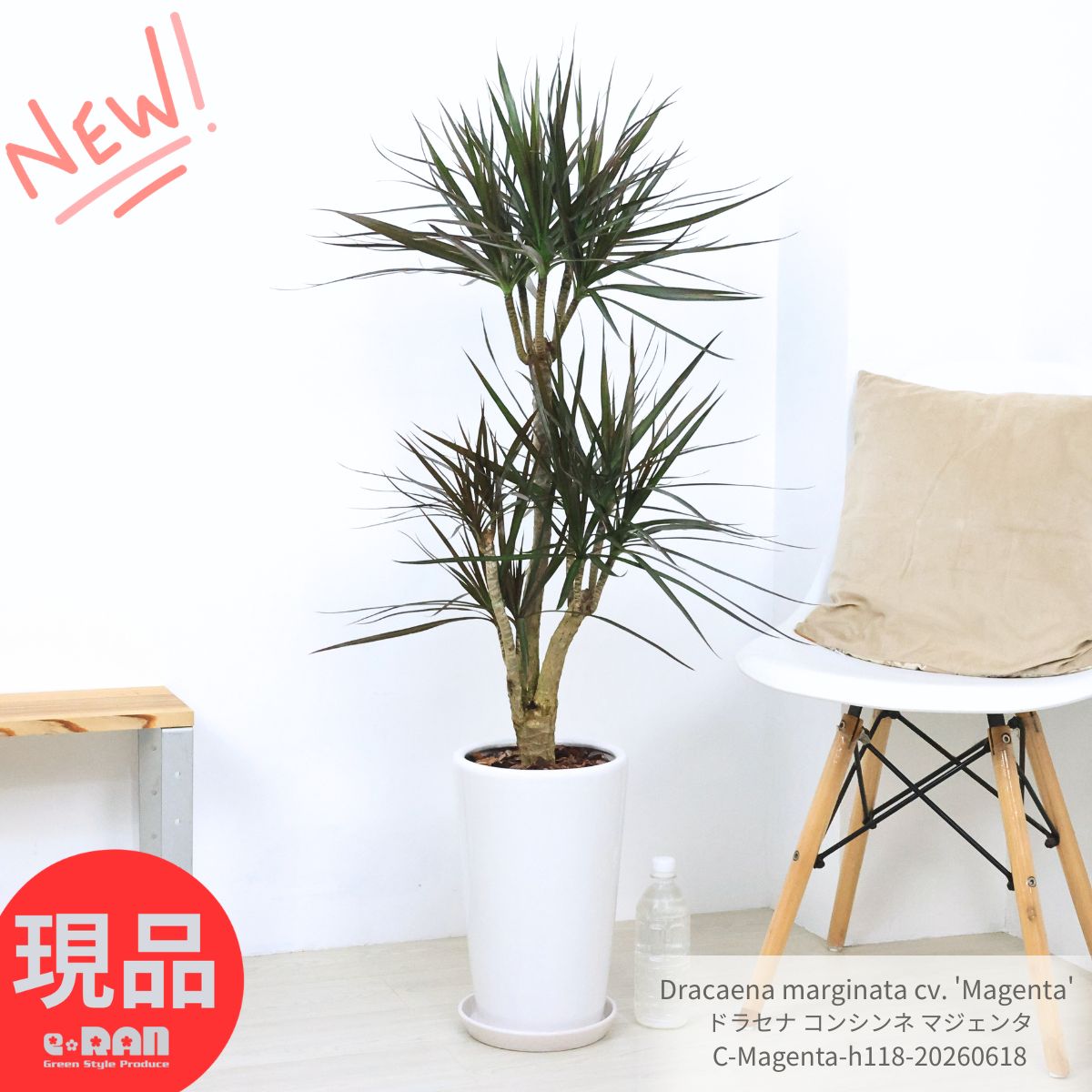 ドラセナ コンシンネ マジェンタ 観葉植物 陶器鉢 高さ約118cm 現品発…