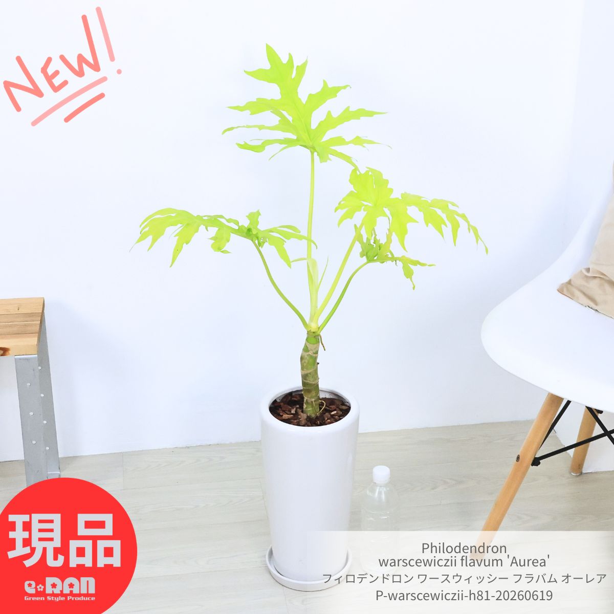 【yusurf】【特級品】フィロデンドロン クッカバラ 幹立ち 特大極上株 yusurf】【特級品】フィロデンドロン クッカバラ 幹立ち 特大極上株
