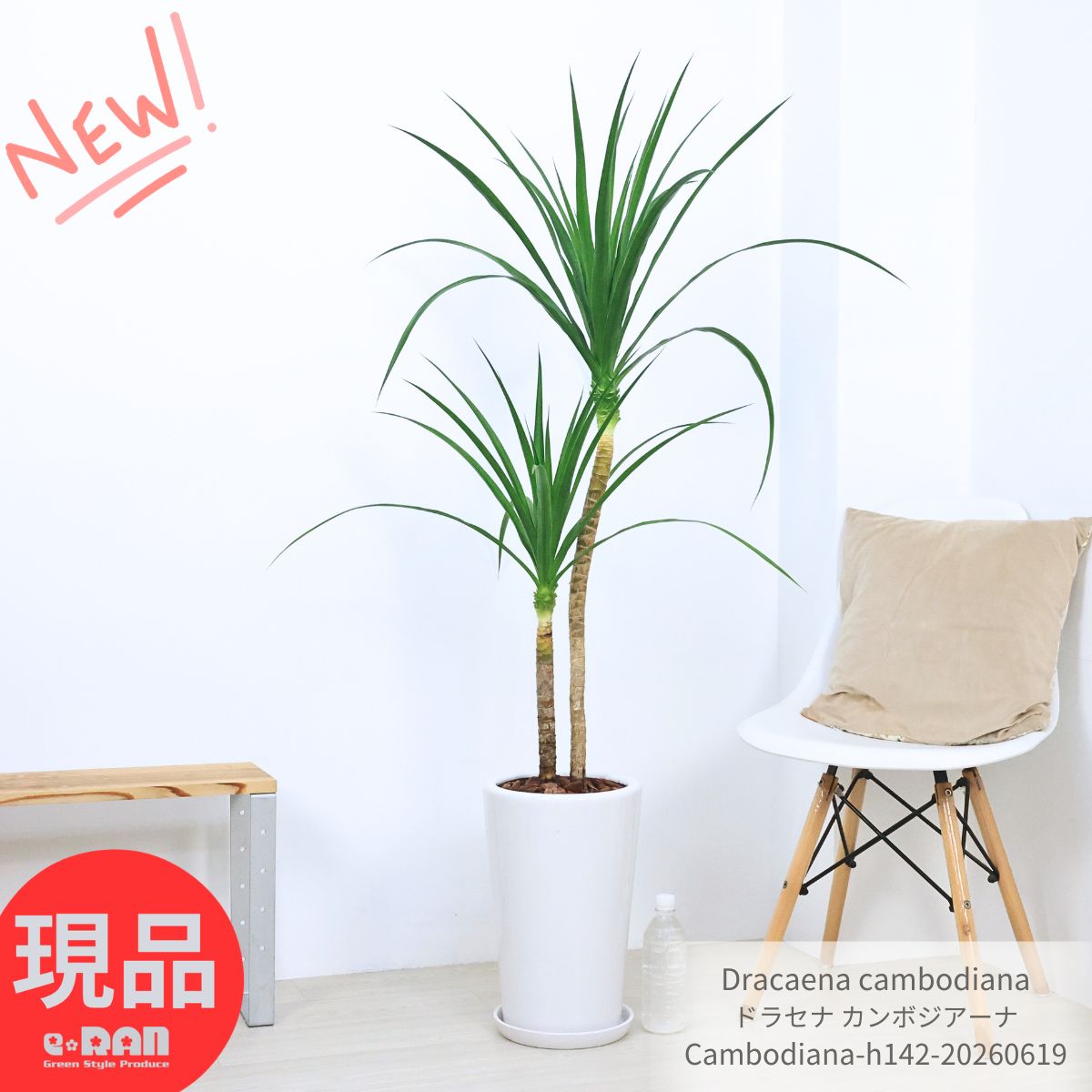 ドラセナ カンボジアーナ 観葉植物 大型 9号鉢 高さ約142cm 現品発送 陶器鉢 白 Dracaena cambodiana 育てやすい 寒さに強い 開店祝い 開業祝い 新築祝い オフィス ギフト 厳選