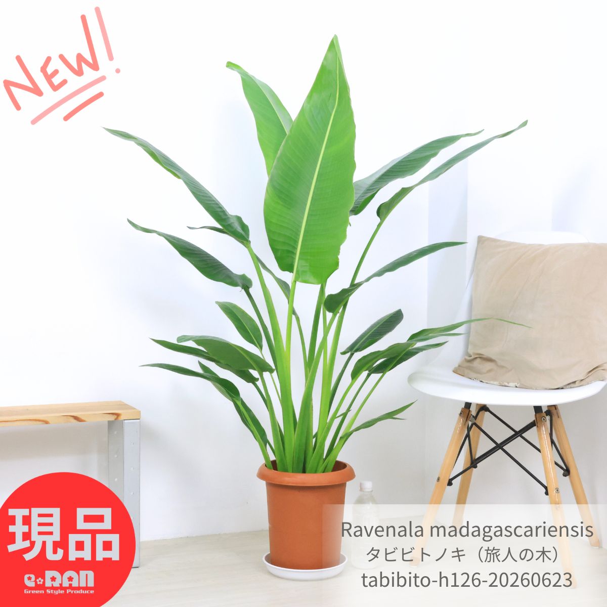 楽天市場】タビビトノキ（観葉植物｜花・観葉植物）：花・ガーデン