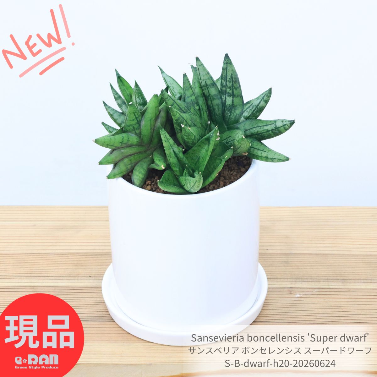 乐天商城 - サンスベリア ボンセレンシス スーパードワーフ 4号鉢 群生 輸入株 高さ約20cm 現品発送 多肉植物 観葉植物 希少 サンセベリア ボンセル ミュータント 陶器鉢 白 テーブルグリーン 厳選