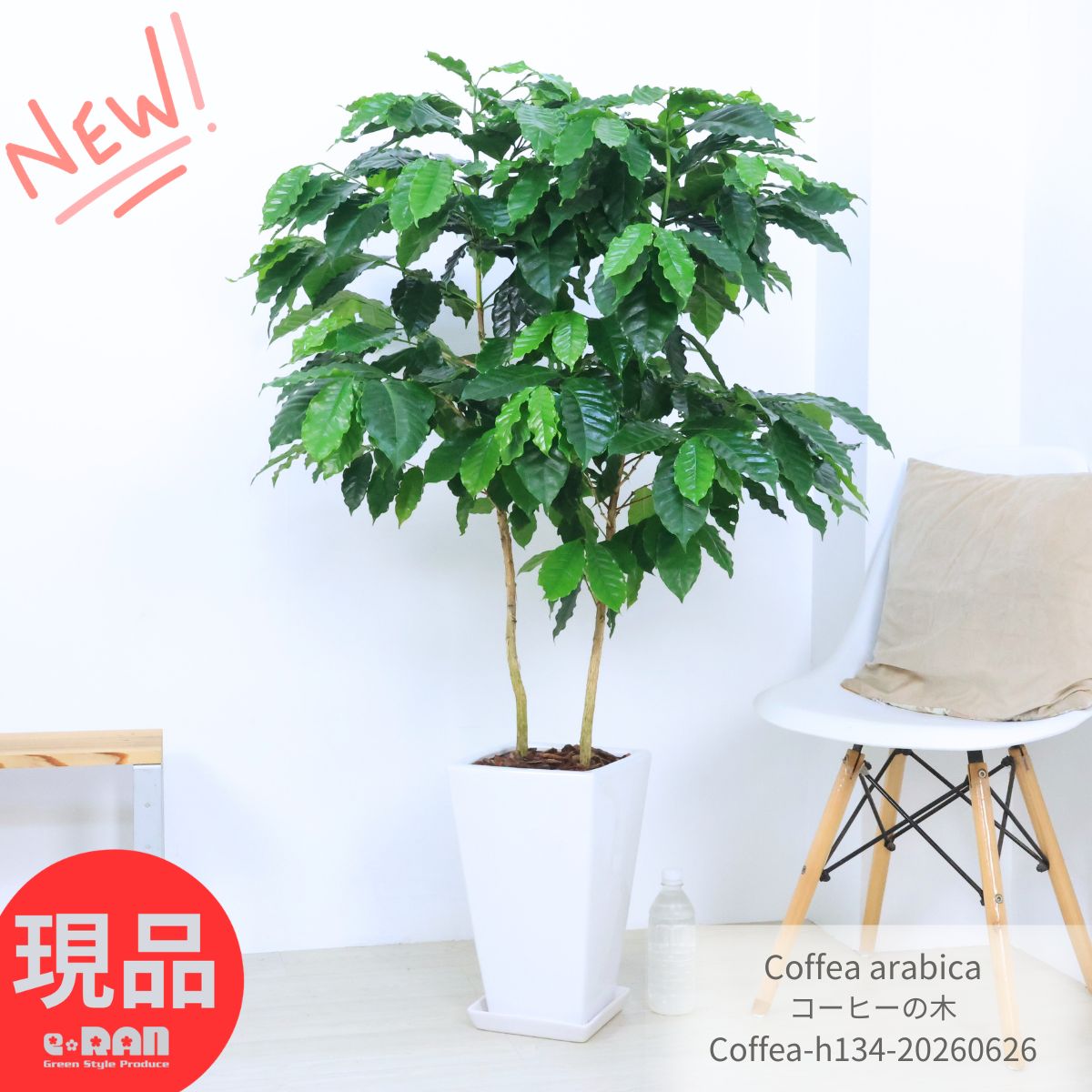 楽天市場】コーヒーの木 10号の通販