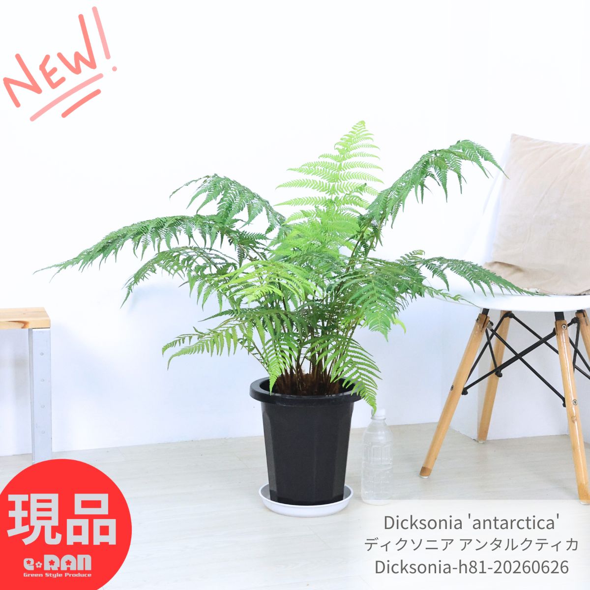 木立シダ 希少 ディクソニア アンタルクティカ 8号鉢 高さ約81cm【現品発送】観葉植物 Dicksonia 'antarctica' 管理説明書 受皿付き 肥料小袋 プレゼント 日陰 インテリア グリーン 1鉢限定 庭木 耐寒性 耐陰性 ツリーファーン ヘゴシダ タカワラビ