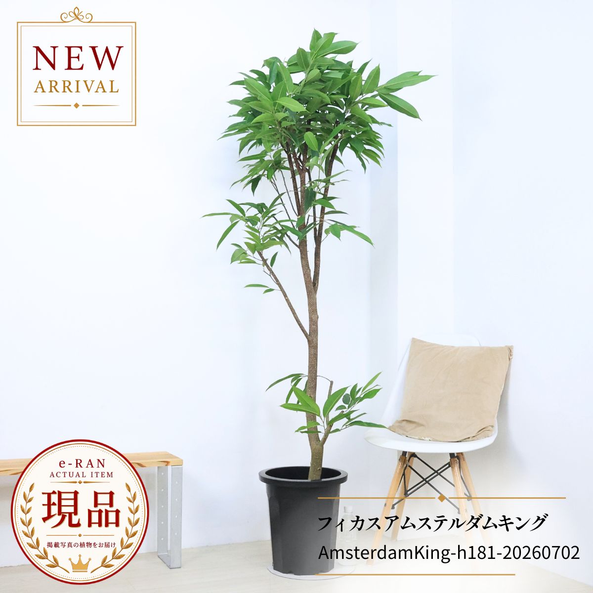 フィカス アムステルダムキング ゴムの木 観葉植物 大型 10号鉢 高さ約181cm 自然樹形 現品発送 ショウナンゴム オフィス ショールーム 開店祝い 開業祝い 新築祝い ギフト 厳選
