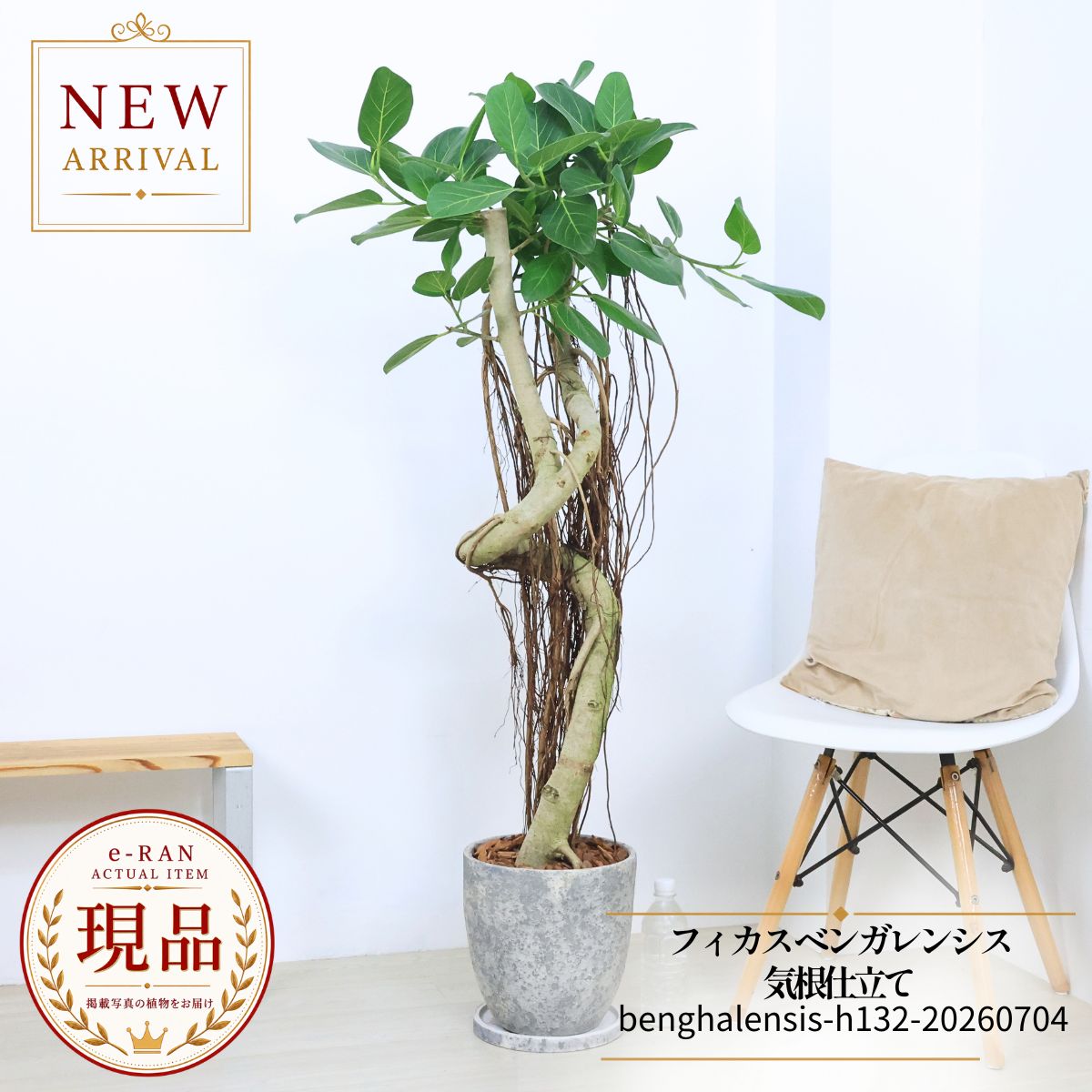 楽天市場】フィカス アフリカンプリンス（花・観葉植物｜花・ガーデン