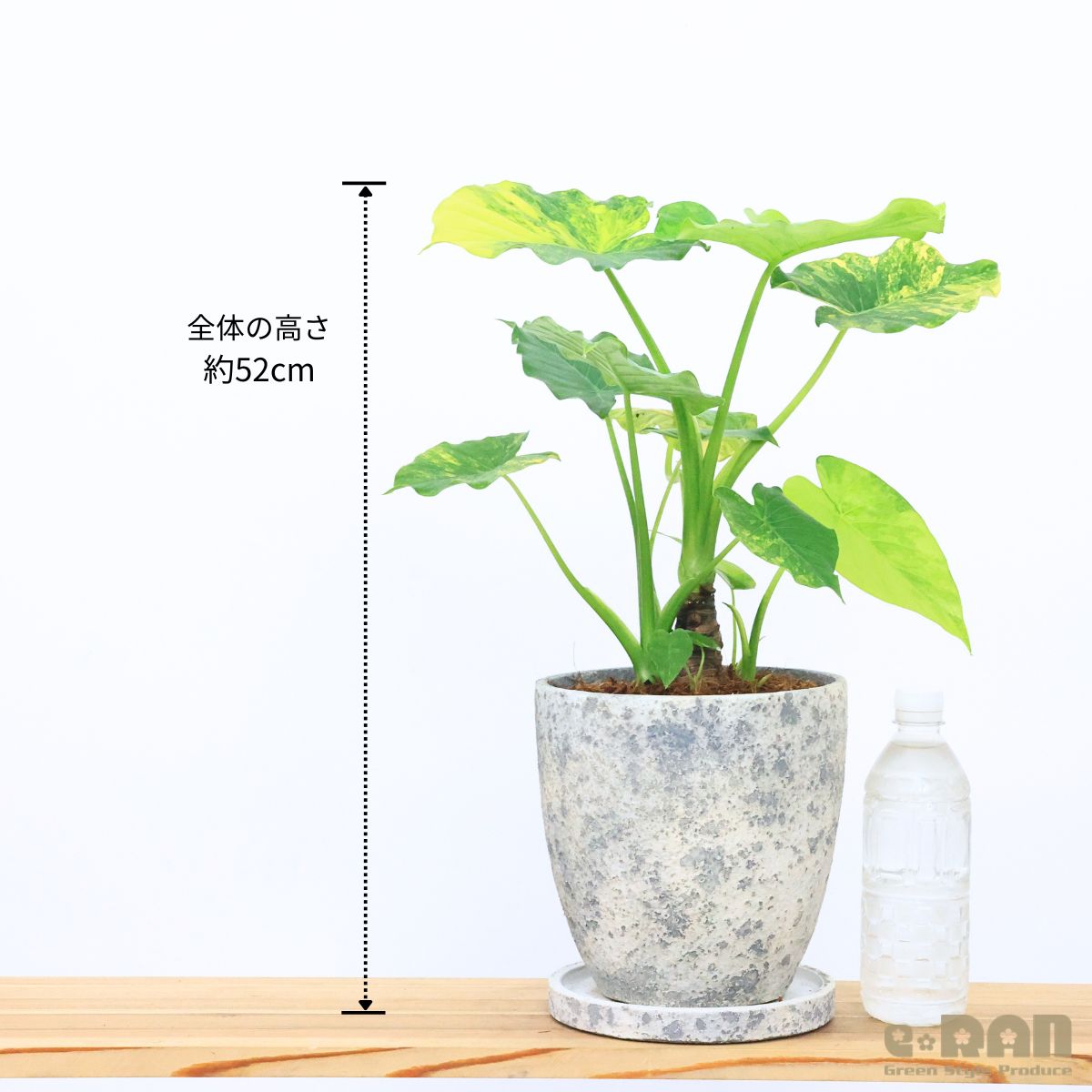 ＼エントリーでP10倍！要バナー確認!!／アロカシア ガゲアナ 観葉植物 7号鉢 高さ...