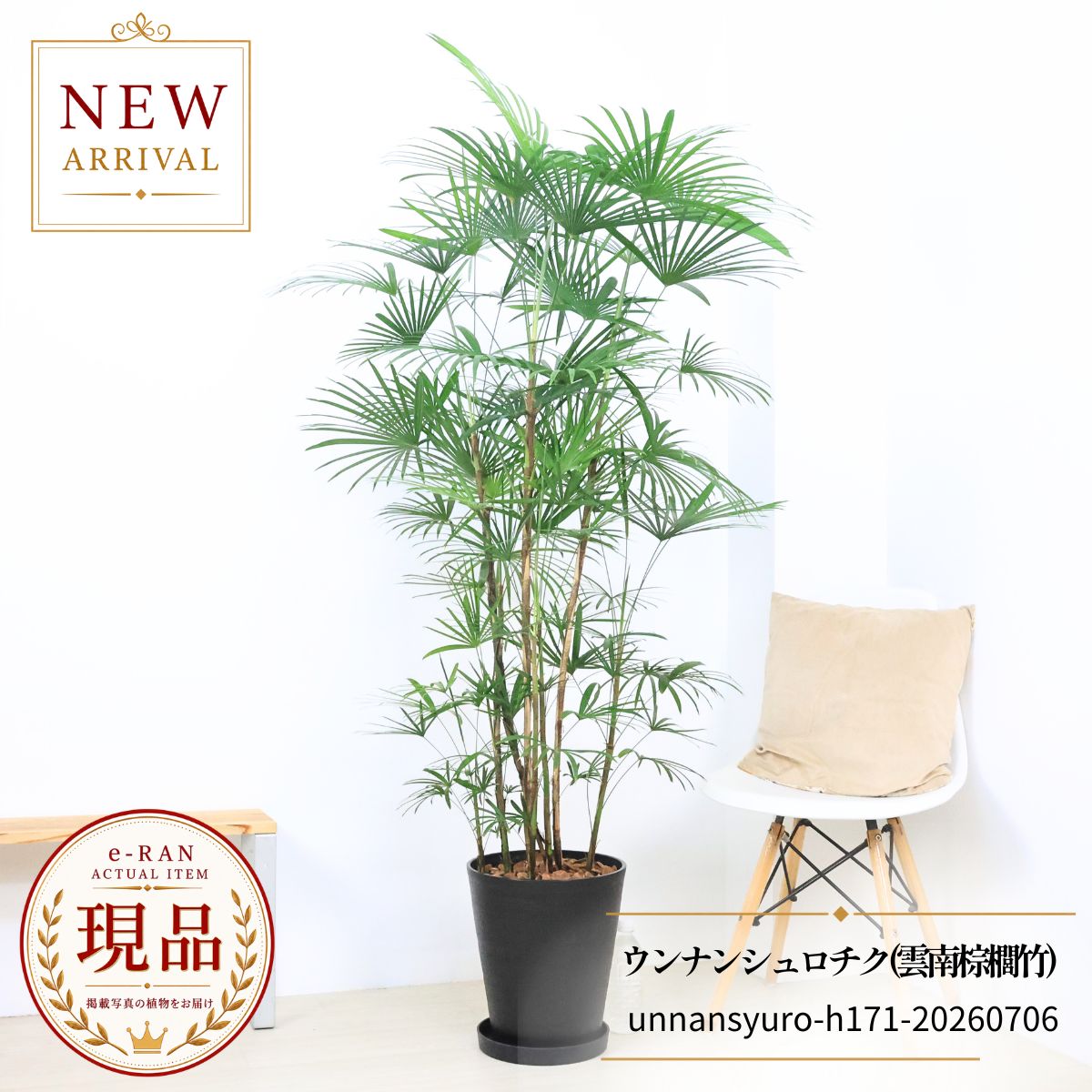 ウンナンシュロチク 雲南棕櫚竹 10号鉢 観葉植物 大型 高さ約171cm セラアート鉢 現品発送 希少 ヤシ コシュロ 和風 おしゃれ インテリア 開店祝い 新築祝い 厳選 Rhapis humilis''Unnan''