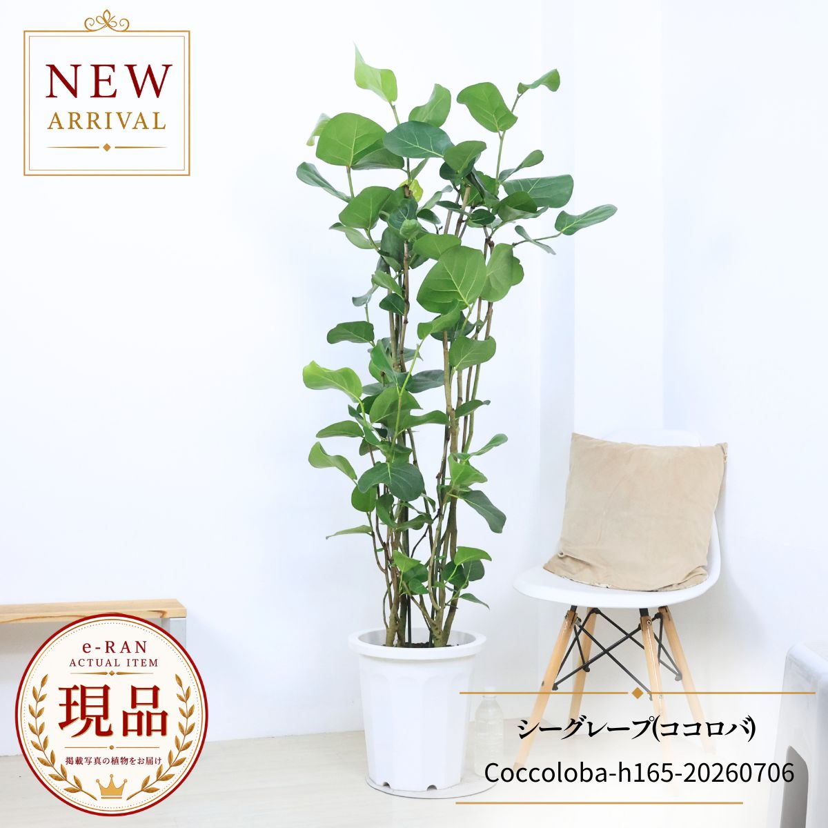 楽天市場】シーグレープ（観葉植物｜花・観葉植物）：花・ガーデン